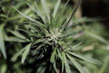 Les Canadiens ne fumeront pas plus de cannabis avec la légalisation selon une étude
