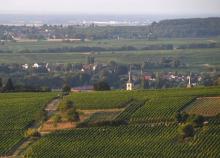 Des vignes en Alsace près de la petite ville de Barr, le 22 août 2018