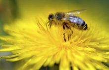Une abeille butine une fleur de pissenlit