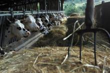 Des vaches normandes à l'étable à Douville-en-Auge dans le Calvados, le 13 août 2007