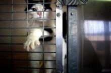 Un chat en cage à la SPA de Lyon, photo du 8 mars 2006.