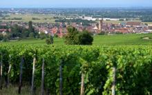 Vignoble près d'Eguisheim, en Alsace