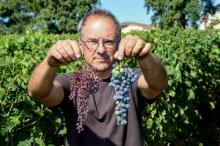 Joël Tauzin viticulteur au domaine de Merlet, à Leognan, près de Bordeaux, montre une grappe de raisin attaquée par le mildiou, le 11 juillet 2018