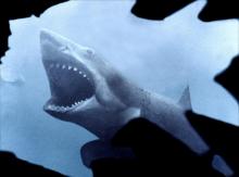 Le requin des dents de la mer