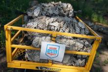 Des huîtres du "Billion Oyster Project" visant à restaurer les récifs ostréicoles de New York, le 23 août 2018