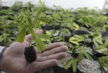 Alfonso Vilardo, employé d'une entreprise de production de marijuana près de Empalme Olmos en Uruguay, montre un plant de cannabis le 23 août 2018