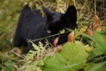Un chat noir dans des hautes herbes