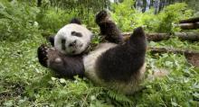 Panda Film Un Nouveau Jour Sur Terre