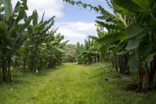 Le chlordécone, pesticide cancérogène et perturbateur endocrinien qui a contaminé les sols de Martinique et de Guadeloupe pour les 600 prochaines années, est au centre d'un colloque scientifique mardi