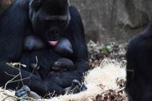 Une gorille femelle tient son nouveau-né contre elle, dans le zoo de Beauval à Saint-Aignan, le 29 octobre 2018