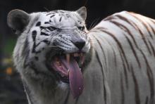 Le tigre blanc qui a tué le gardien de zoo sera laissé en vie à la demande de la famille de la victime.