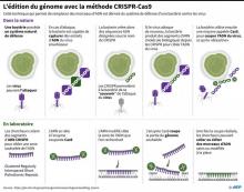 Comment fonctionne la méthode CRISPR-Cas9 qui permet remplacer des morceaux d'ADN