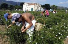 Des personnes cueillent du jasmin, en 2002 à Grasse sur le domaine de la famille Mul