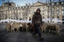 Un éleveur de brebis, accopagné de ses animaux, manifeste place de la République à Paris, le 18 décembre 2018