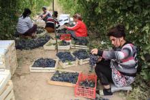 Des ouvriers agricoles ouzbeks trient des grappes de raisins dans une vigne en Ouzbékistan, le 20 septembre 2018