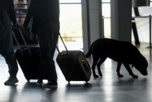 Un chien renifleur inspecte des bagages à l'aéroport de Mulhouse, le 10 octobre 2017
