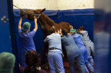 Des membres de la clinique équine "Clinequine" se préparent à anesthésier un cheval, à Marcy-l'Etoile près de Lyon, le 20 novembre 2018