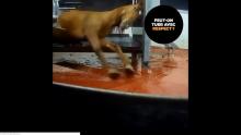 L214 a publié une vidéo sur le fonctionnement d'un abattoir de chevaux situé dans le Jura.