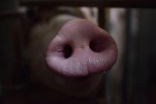 Environ la moitié de la population mondiale de porcs est élevée en Chine, pays qui consomme le plus de viande porcine par habitant