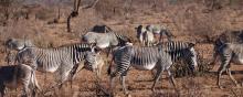 Un troupeau de zèbres en Afrique.