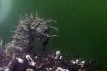 Un hippocampe moucheté pris en photo dans le bassin de Thau, le 16 décembre 2018