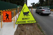 Un panneau à Singapour met en garde les conducteurs contre les animaux sauvages susceptibles de traverser la route, le 14 décembre 2018