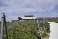 Le domaine viticole Ixsir, co-fondé par Carlos Ghosn, à Batroûn au nord de Beyrouth, le 25 janvier 2019