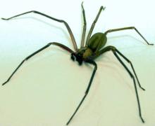 araignée recluse brune photo illustration morsure necrose
