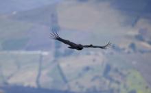 L'un des deux condors, soignés après avoir été intoxiqués, volent au-dessus de Cerrito, le 17 janvier 2019 en Colombie