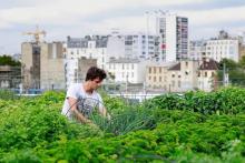 Des légumes et des herbes aromatiques cultivés dans une ferme urbaine sur le toit d'un immeuble à Paris, en août 2017