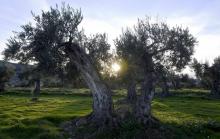 Le soleil se lève sur un champ d'oliviers à Oliete, dans le nord-est de l'Espagne, le 17 décembre 2018
