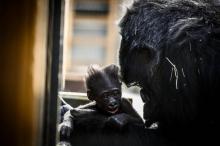 La femelle gorille Gypsy et son bébé, photographiés le 20 février 2019 au zoo de Saint-Martin-la-Plaine