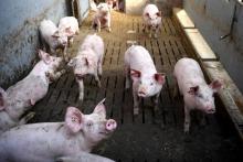 Un élevage de porcs, le 13 février 2019 à Goudelin