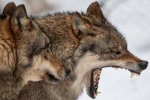 Des loups photographiés dans un parc animalier à Neuhaus en Allemagne, le 3 février 2019