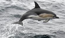La commune de Landevennec, dans le Finistère, a restreint la baignade sur ses plages en raison de la présence d'un "dauphin solitaire" en rut pouvant représenter un "risque" pour les baigneurs et les 