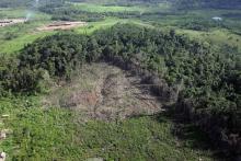 Partie déboisée de la forêt tropicale ombrophile amazonienne en avril 2005, dans la région d'Anapu à