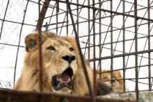 Le lion Zhaku dans sa cage avant d'être évacué du zoo de Fier en Albanie, le 28 octobre 2018