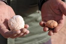 Milad Mohamad montre les truffes blanches trouvées dans le désert, le 22 février 2019 en Libye