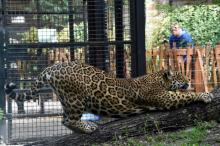 Un jaguar dans le zoo de Pessac.