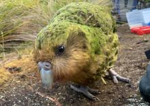 Le kakapo, plus gros perroquet du monde, est une espèce en danger qui semble avoir profité cette année d'une abondance de nourriture grâce au réchauffement climatique