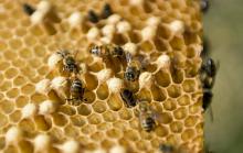 Des abeilles dans une ruche dans la vallée de Navajas, produisant un miel convoité en Europe, le 21 mars 2019 à Cuba
