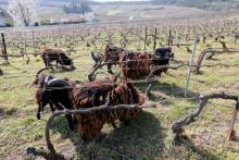 Les moutons d'Ouessant dans les pieds de vignes de la maison Lacourte-Godbillon, à Ecueil dans la Marne, le 2 avril 2019