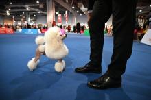 Un caniche participe à l'exposition canine mondiale de Shanghai, le 30 avril 2019