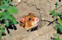 Un hamster d'Europe photographié le 2 juillet 2014 près de Boesfeld, dans le centre de l'Allemagne. L'animal, aussi connu en France comme le grand hamster d'Alsace, est menacé