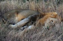 Un lion dans le parc sud-africain Kruger le 21 juin 2010
