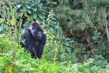 Un gorille à dos argenté le 3 septembre 2014 au parc national des Volcans, dans le nord du Rwanda