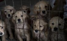 Une vente aux enchères de 300 chiens et chiots à Laval a été annulée