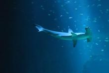 Le requin marteau de Nausicaa mort en avril 2019.