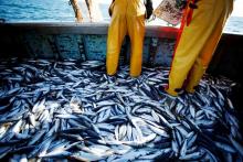 Les techniques de pêche ne cessent de s'améliorer, au risque de vider la mer d'une partie de ses ressources