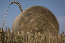 Sécheresse et canicule font flamber le blé et les céréales sur les marchés mondiaux des matières premières agricoles cet été